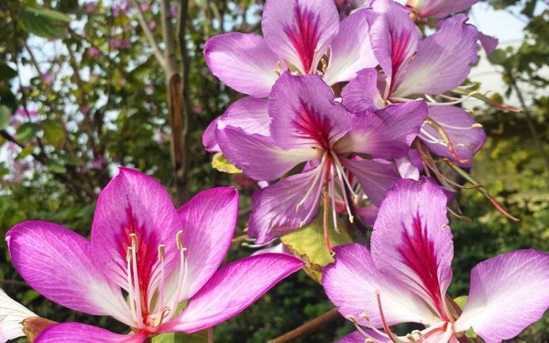 The Sacred Kovidara: Unveiling the Mystery Behind Ayodhya’s Flag and Nature’s Pharmacy